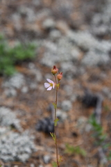 Chamaerhodos grandiflora