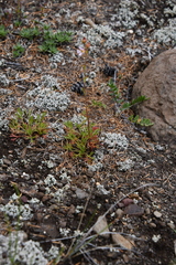 Chamaerhodos grandiflora