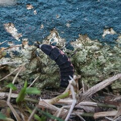 Nyctophila reichii