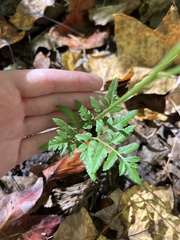 Sceptridium dissectum