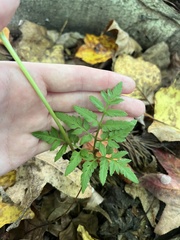 Sceptridium dissectum