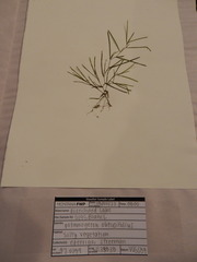 Potamogeton obtusifolius
