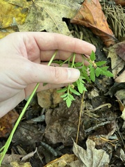 Sceptridium dissectum