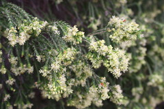 Passerina