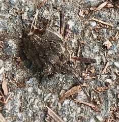 Brochymena