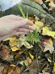 Sceptridium dissectum