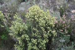 Passerina