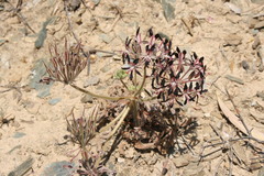 Pelargonium auritum auritum