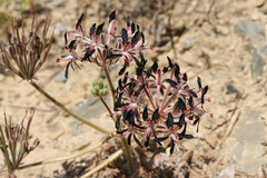 Pelargonium auritum auritum