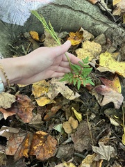 Sceptridium dissectum