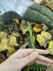 Sceptridium dissectum