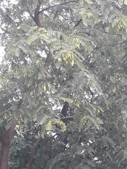 Tipuana tipu