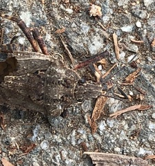 Brochymena