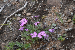Dianthus repens