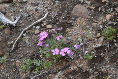 Dianthus repens