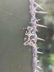 Lacinipolia implicata
