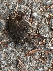 Brochymena