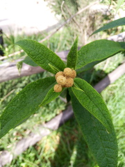 Buddleja globosa
