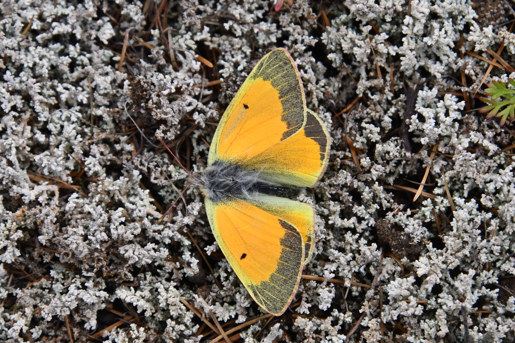 Hecla Sulphur