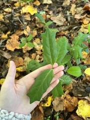 Ilex cornuta