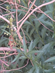 Cestrum laevigatum
