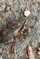 Brochymena