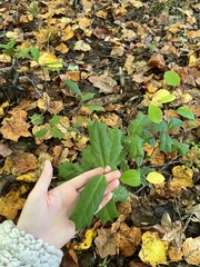 Ilex cornuta