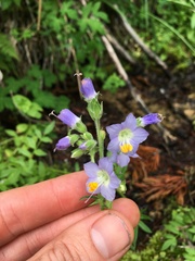 Polemonium occidentale