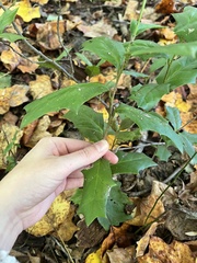 Ilex cornuta