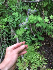 Polemonium occidentale
