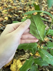 Ilex cornuta