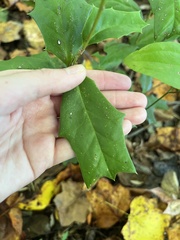 Ilex cornuta