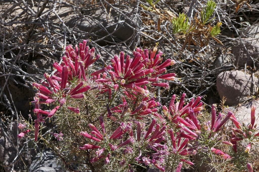 Malesherbia tenuifolia