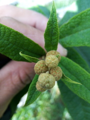 Buddleja globosa
