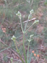 Verbena incompta