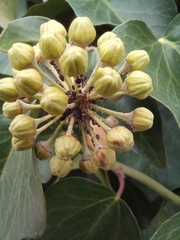 Formica cinerea