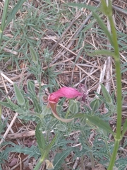Hibiscus microcarpus