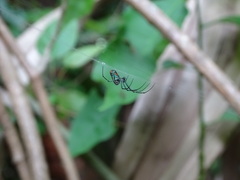 Leucauge argyrobapta