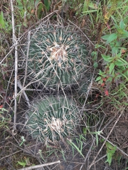 Echinofossulocactus crispatus