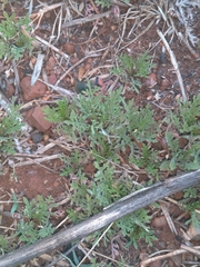 Hibiscus microcarpus