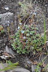 Eritrichium sericeum