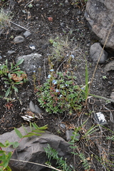 Eritrichium sericeum