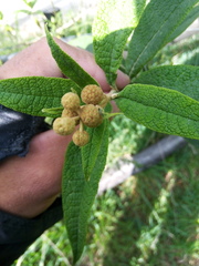 Buddleja globosa