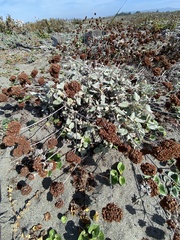 Eriogonum latifolium