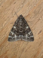 Catocala californica