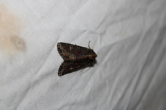 Apamea amputatrix