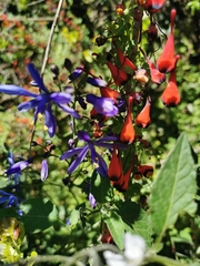 Tropaeolum tricolor