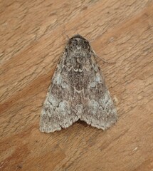 Catocala californica