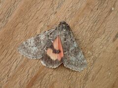 Catocala californica