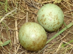Lissotis melanogaster
